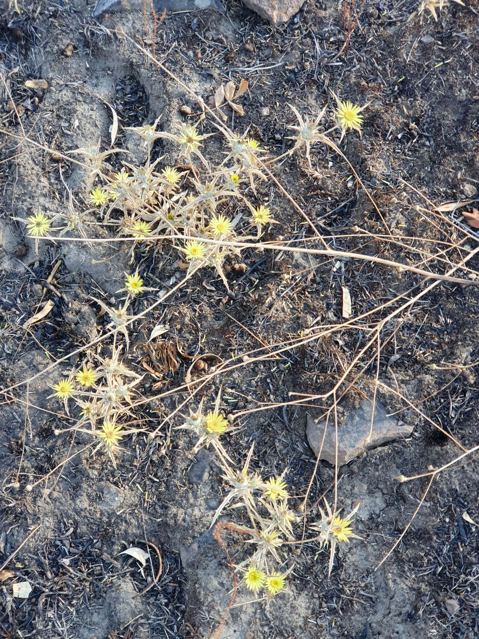 Image of Carlina racemosa L.