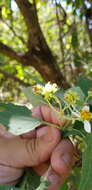 Image of Montanoa leucantha subsp. arborescens (A. P. DC.) V. A. Funk