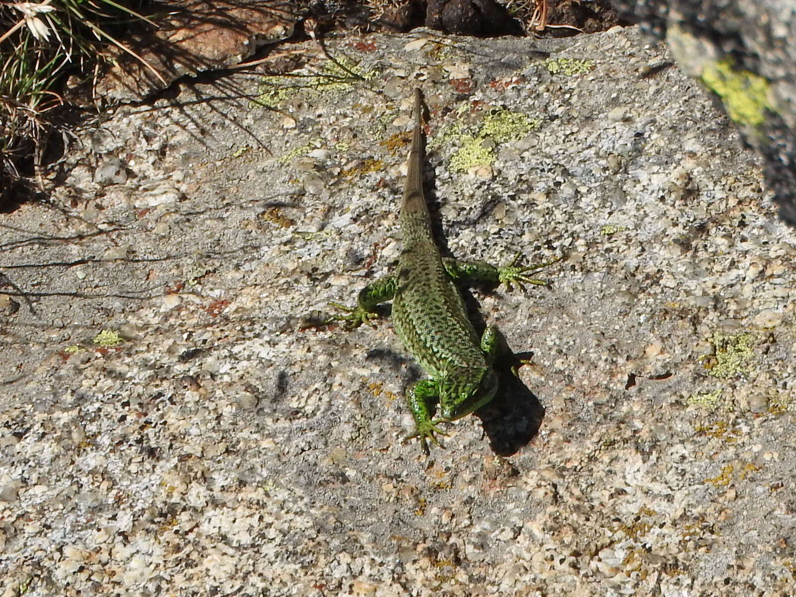 Image of Carpetane rock lizard