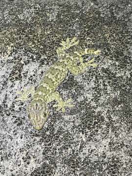 Image of Gekko reevesii (Gray 1831)