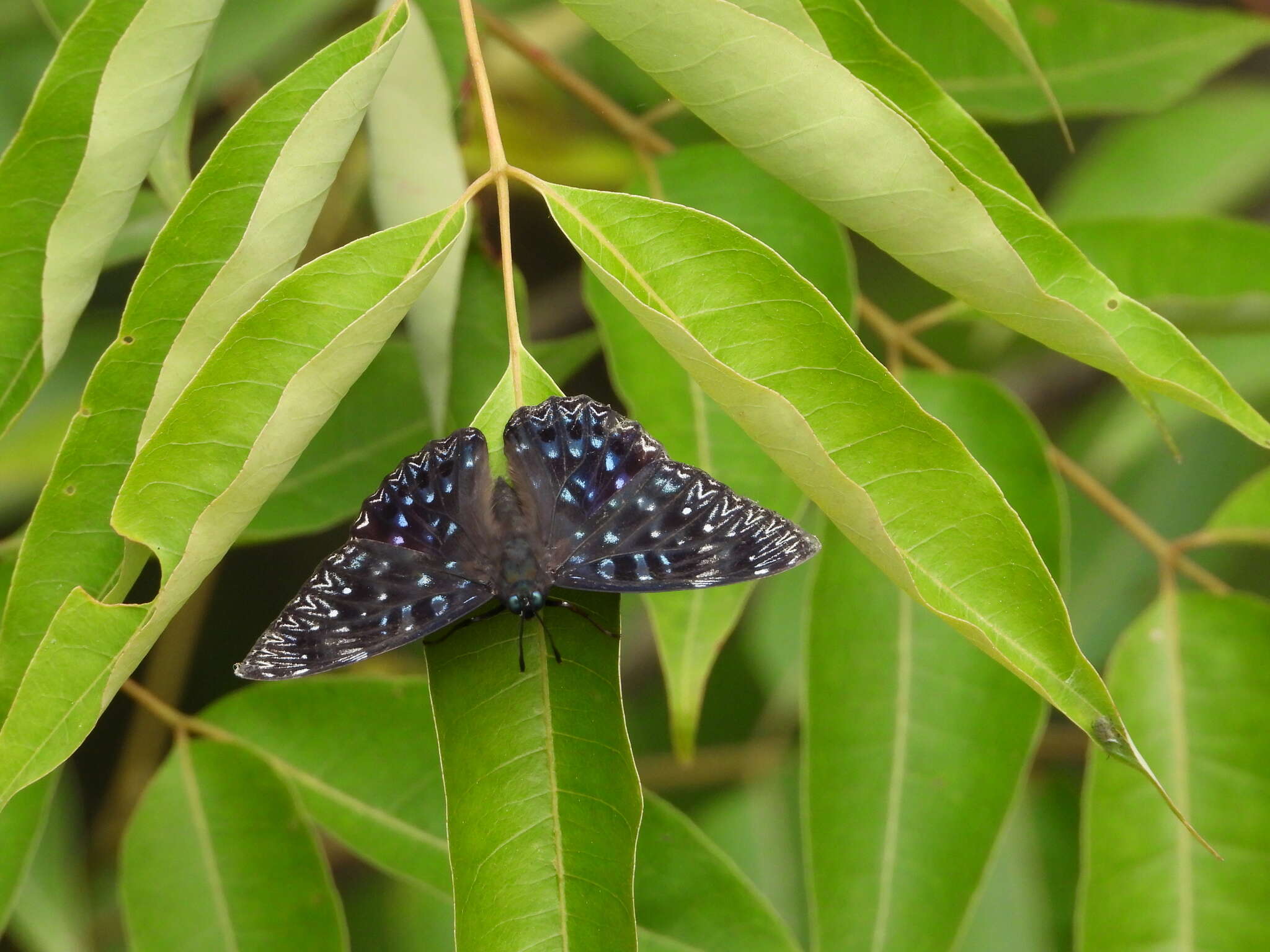 Image of Dichorragia nesimachus formosanus Fruhstorfer 1909