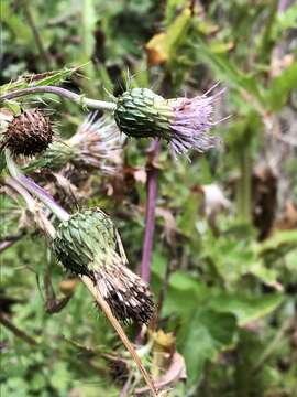 Image of Vasey's thistle