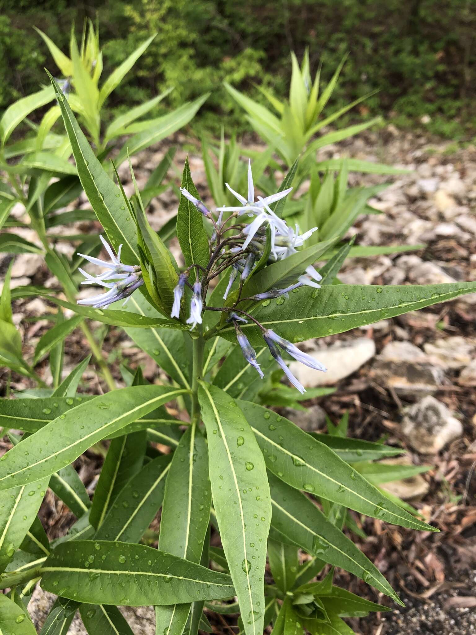 Image of Ozark bluestar