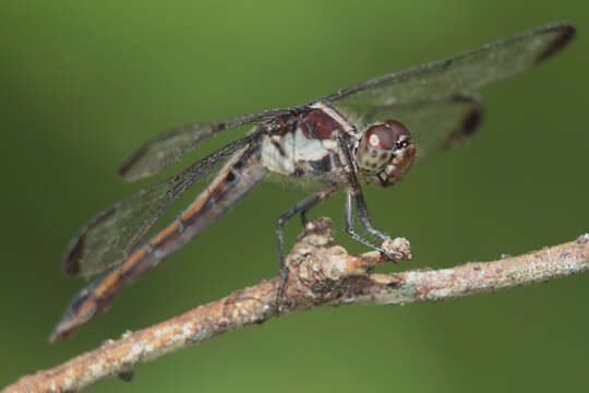 Libellula incesta Hagen 1861 resmi