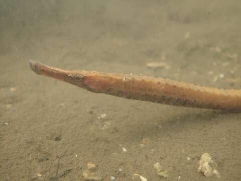 Image of Banded freshwater pipefish