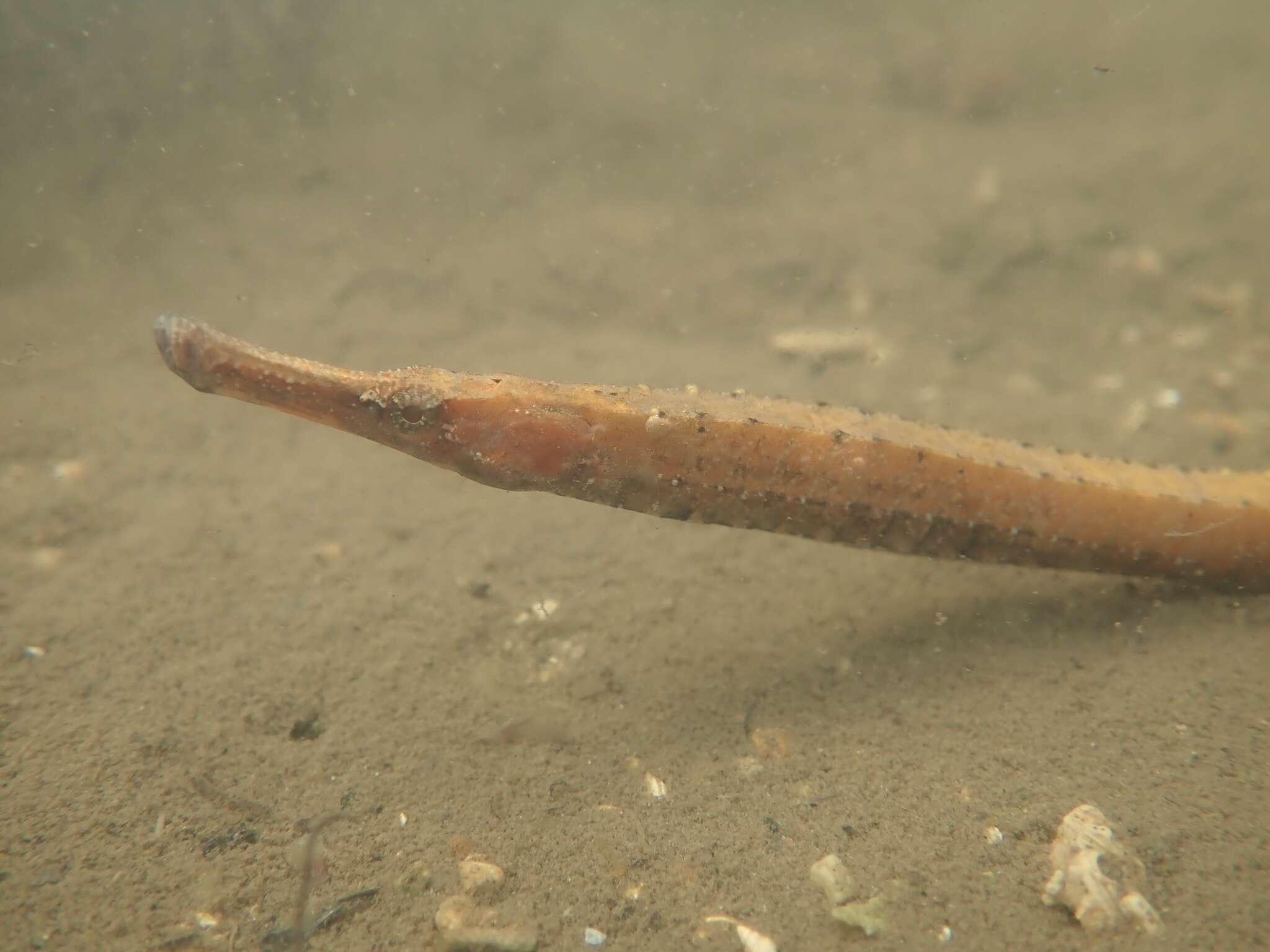 Image of Banded freshwater pipefish