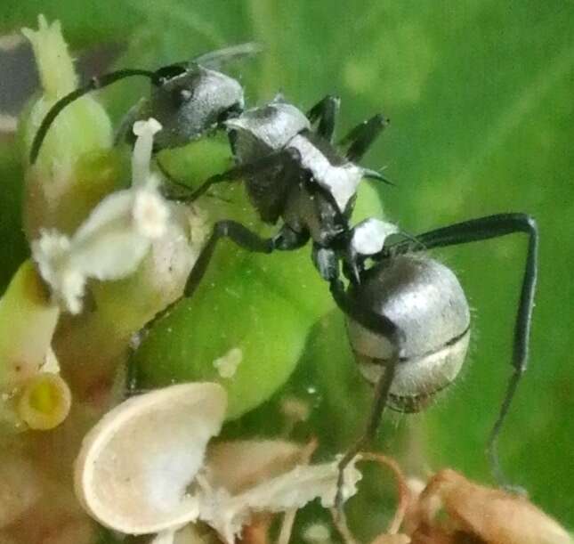 Image de Polyrhachis cupreata Emery 1895