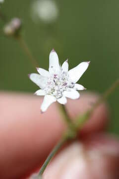 Image of Alepidea delicatula Weimarck