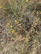 Image of Ash Meadows Gumweed