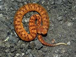 Image of Dunn's Hognose Viper