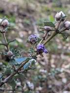 Image of Calistoga ceanothus