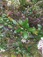 Image of Gaultheria paniculata B, L. Burtt & A. W. Hill