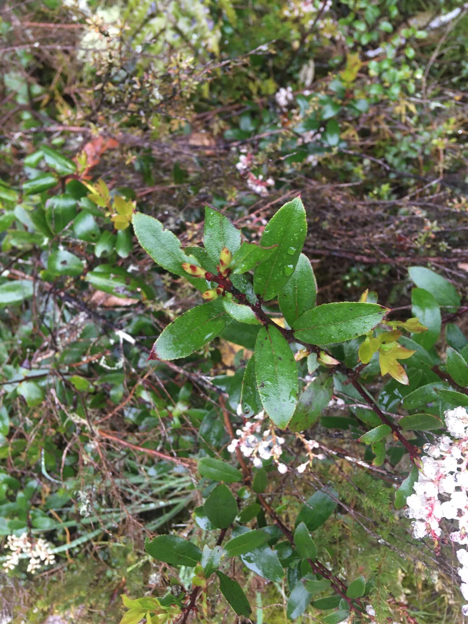 Image of Gaultheria paniculata B, L. Burtt & A. W. Hill