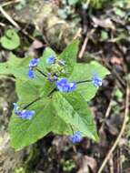 Brunnera resmi