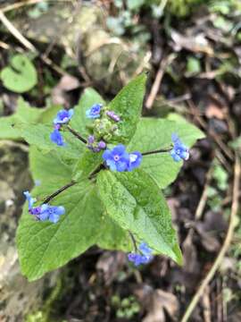 Image of brunnera