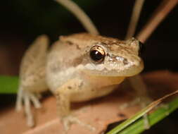 Image of Javelin Frog