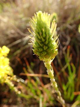 Image of Bulbine lagopus (Thunb.) N. E. Br.