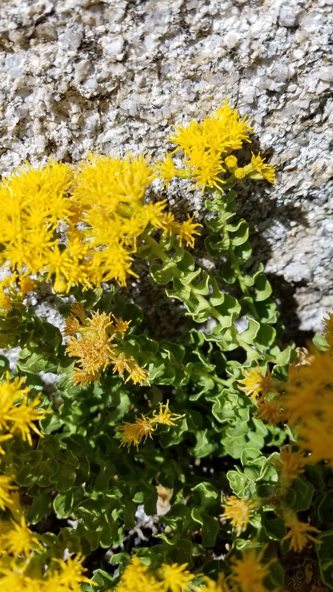 Image of Rock Goldenbush