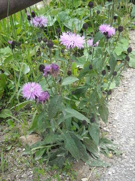 Image of alpine knapweed