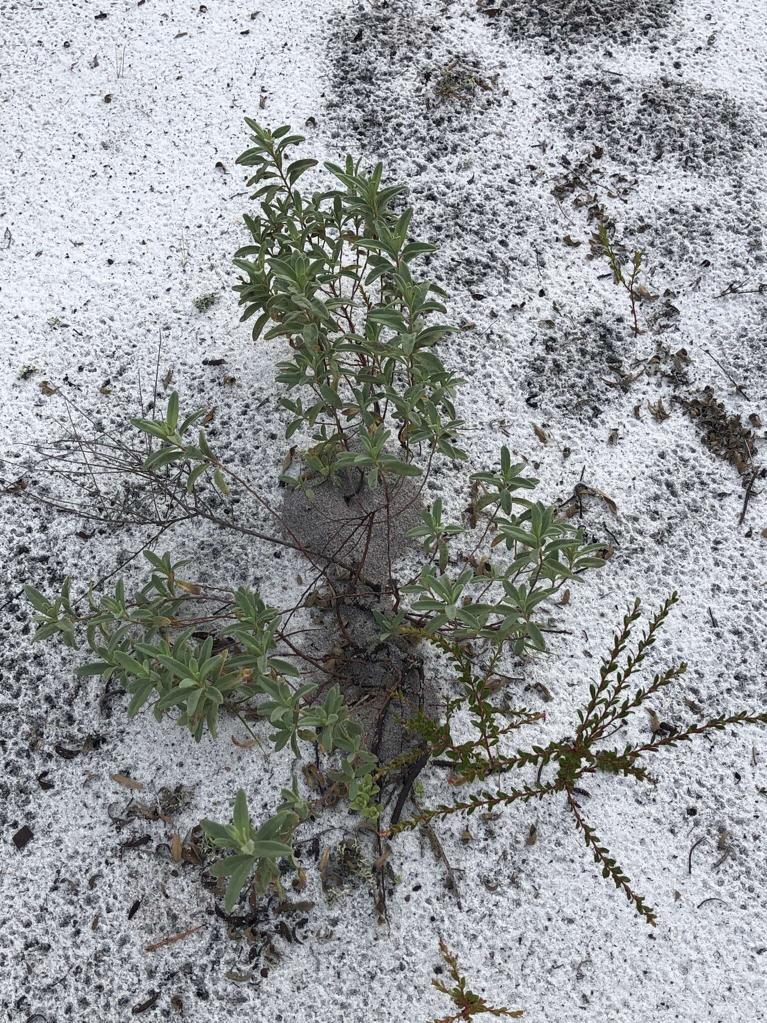 Image of Florida scrub frostweed