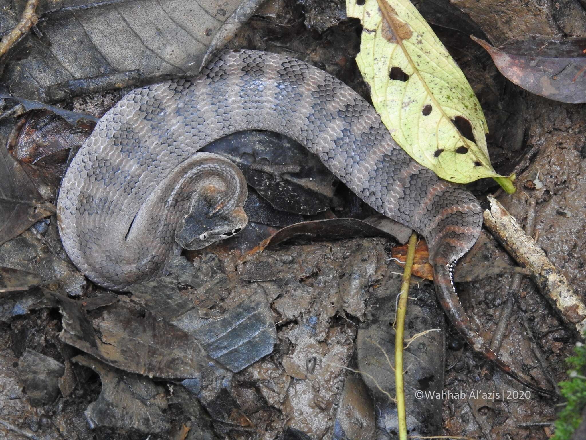 Image of Smooth-scaled Death Adder