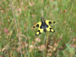 Image of An Owlfly