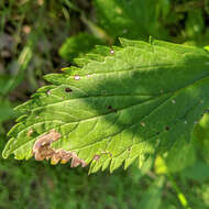 Image of Calycomyza verbenae Hering 1951