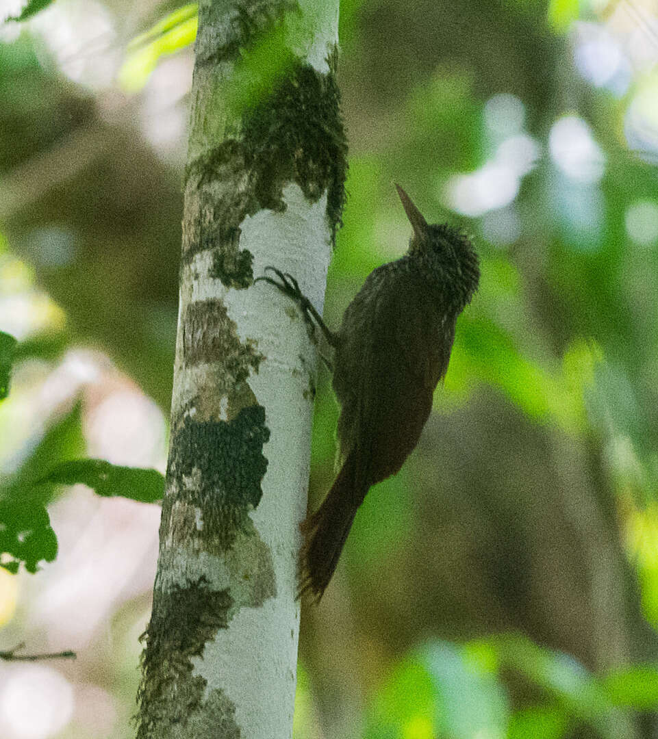 Image of Striped Woodcreeper