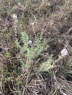 Image of spotted beebalm