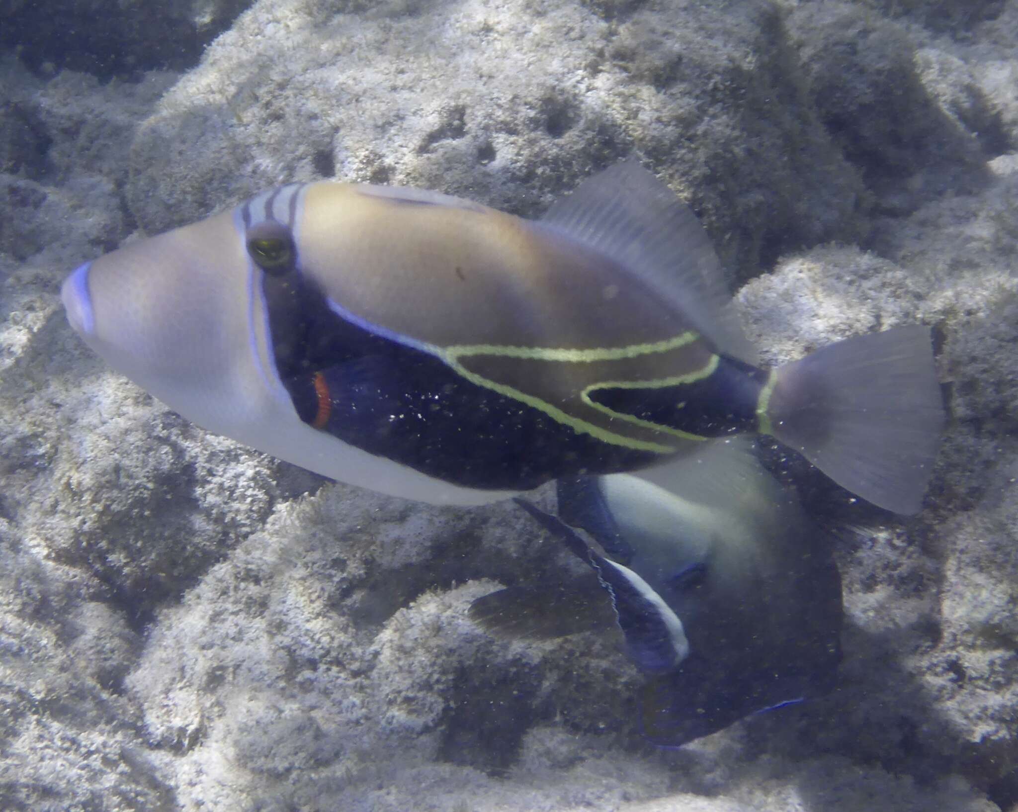 Image of Reef triggerfish