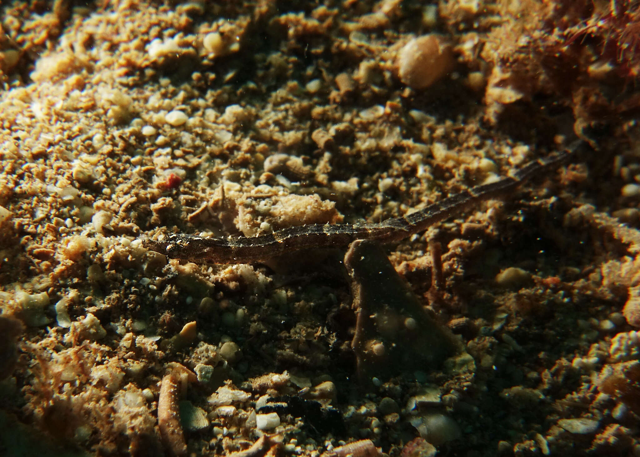 Image of Tidepool pipefish