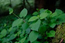 Image of Stachys grandifolia E. Mey.