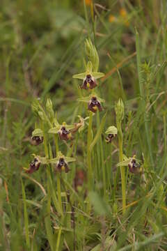 Image of Ophrys fuciflora subsp. oxyrrhynchos (Tod.) Soó