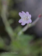 Image of Epilobium collinum C. C. Gmel.