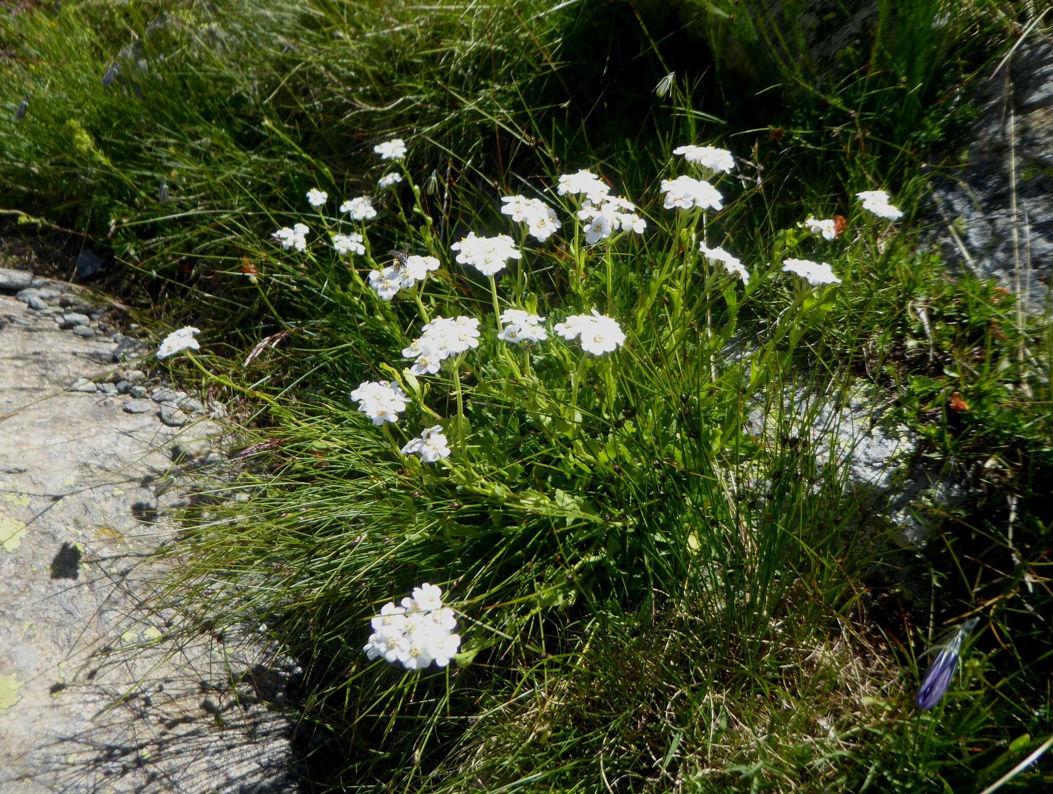 Achillea erba-rotta subsp. erba-rotta resmi