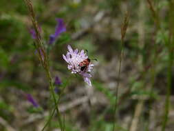 Image of Zygaena hilaris Ochsenheimer 1808