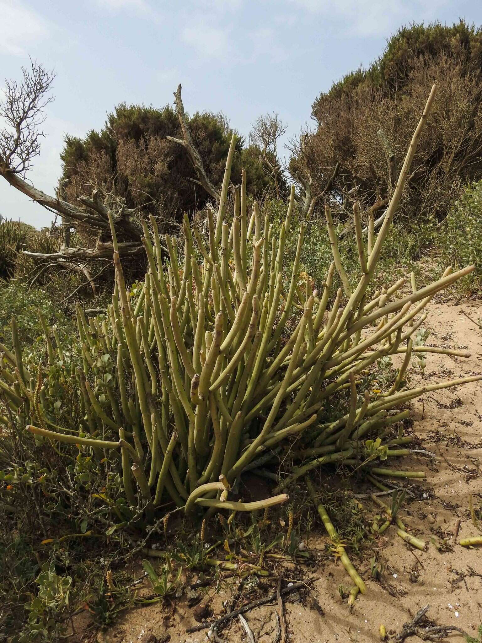 Image of Kleinia anteuphorbium (L.) DC.