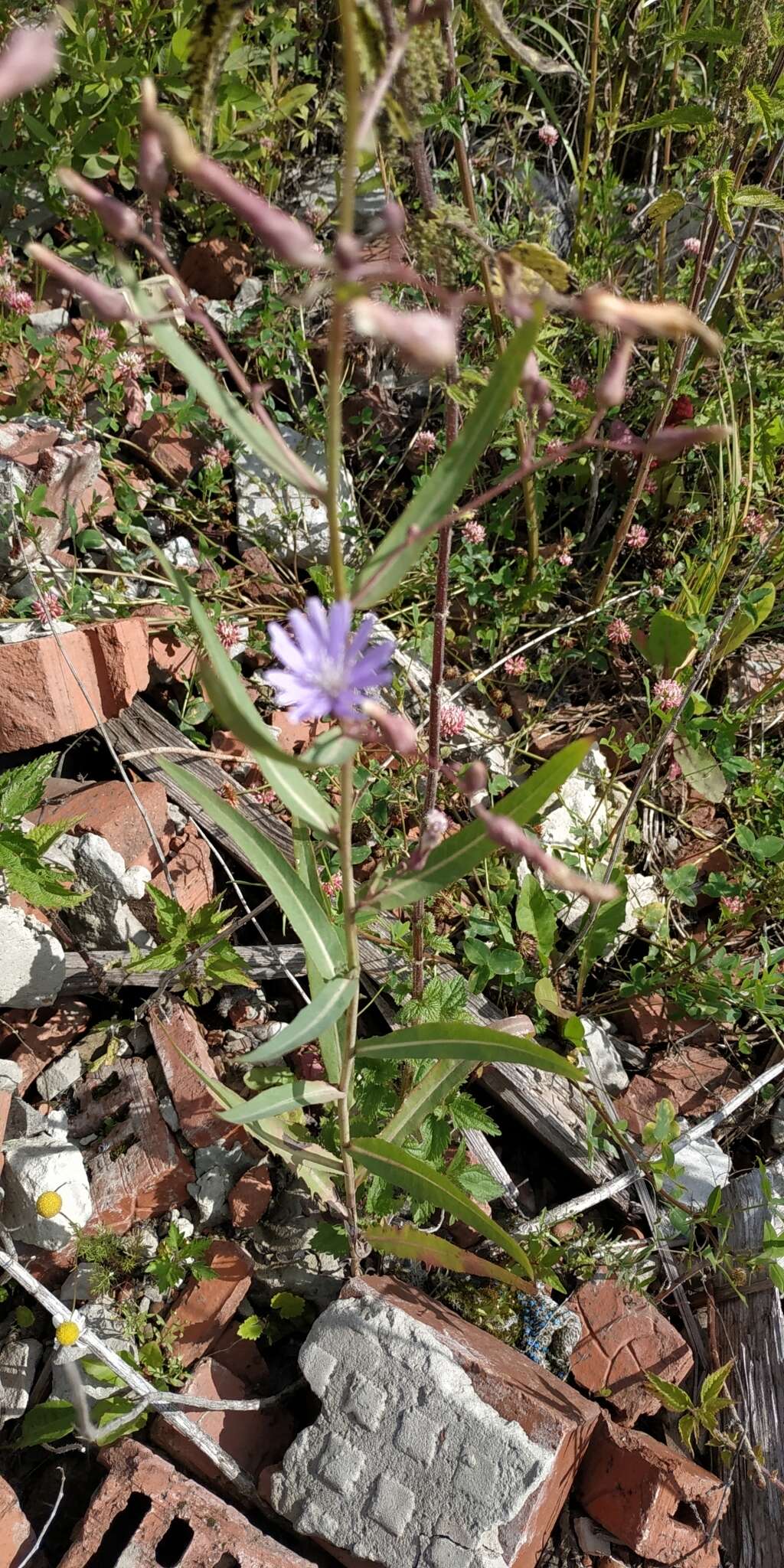 Plancia ëd Lactuca sibirica (L.) Maxim.