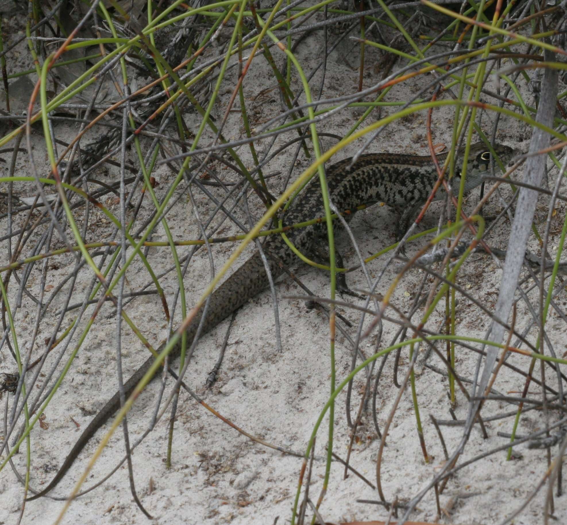 Image of South-western Rock-skink