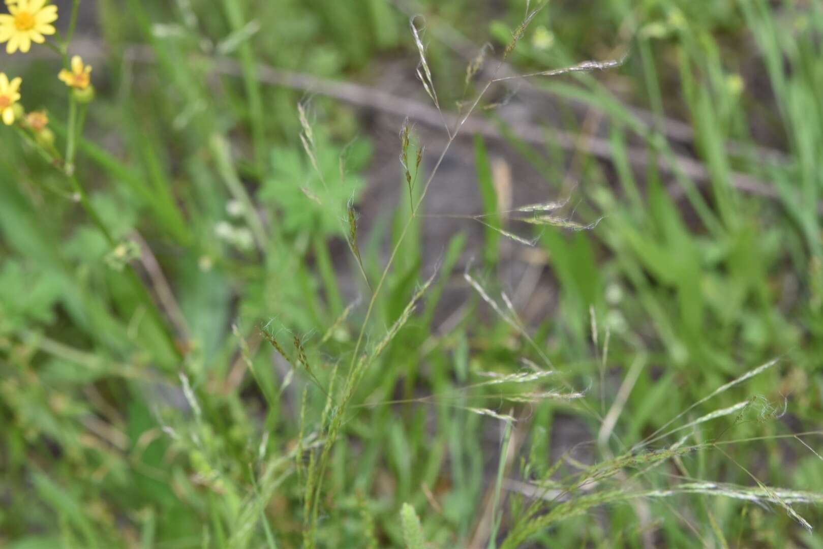 Image of Elliott's bentgrass