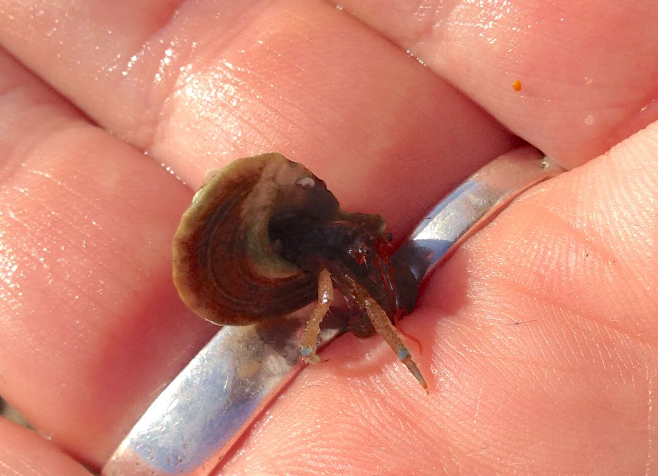 Image of blueband hermit crab