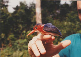 Imagem de Corythornis leucogaster (Fraser 1843)