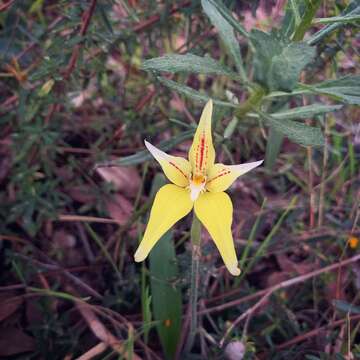 Image of Caladenia flava R. Br.