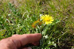 Image of Arctotis arctotoides (L. fil.) O. Hoffm.