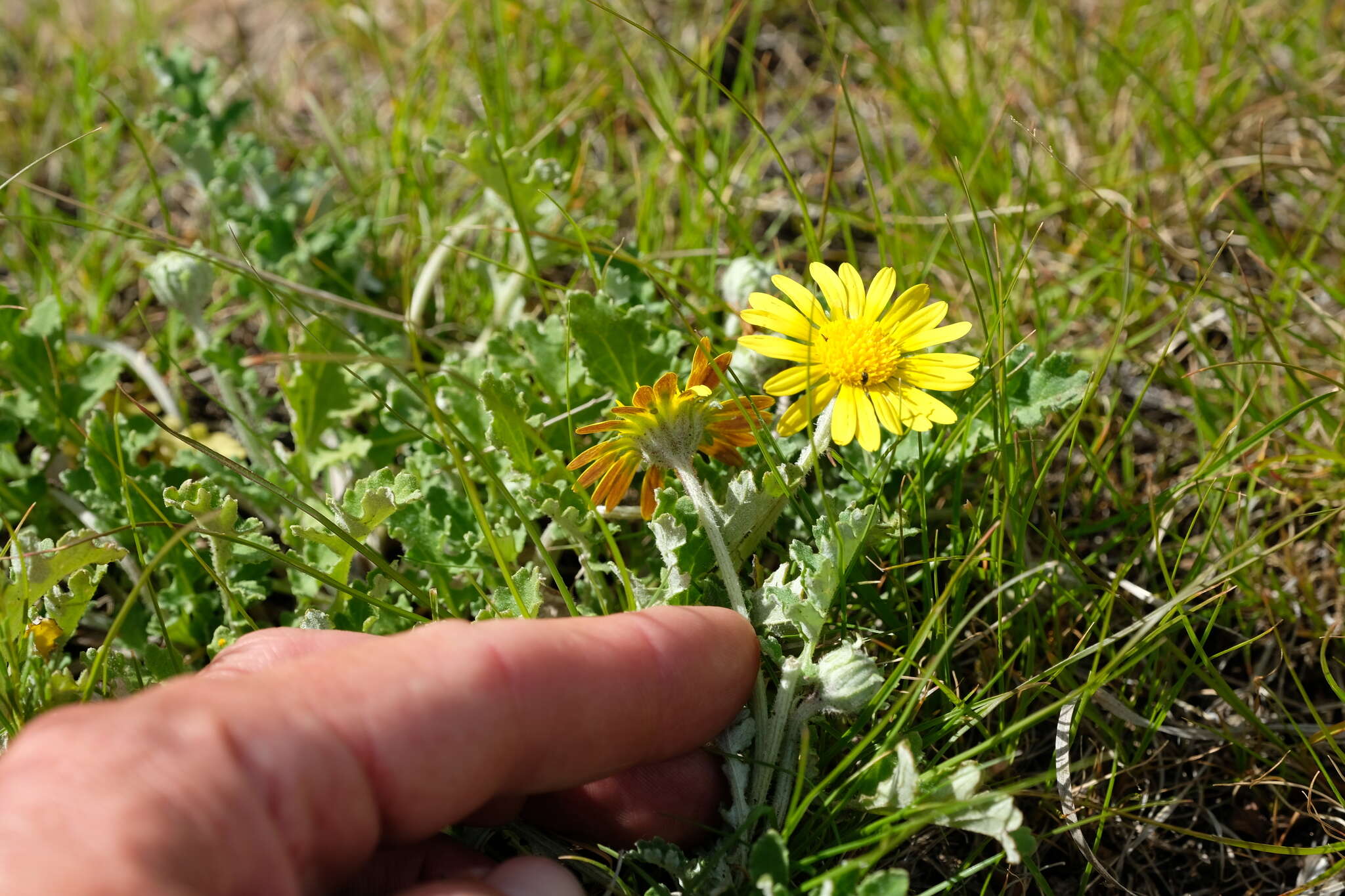 Image of Arctotis arctotoides (L. fil.) O. Hoffm.