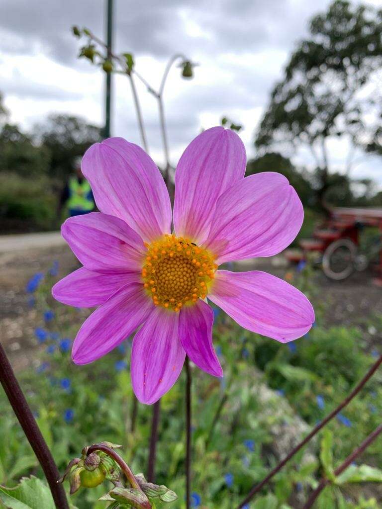 Image of Dahlia sorensenii H. V. Hansen & J. P. Hjerting