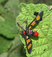 Image of <i>Euchromia elegantissima</i>