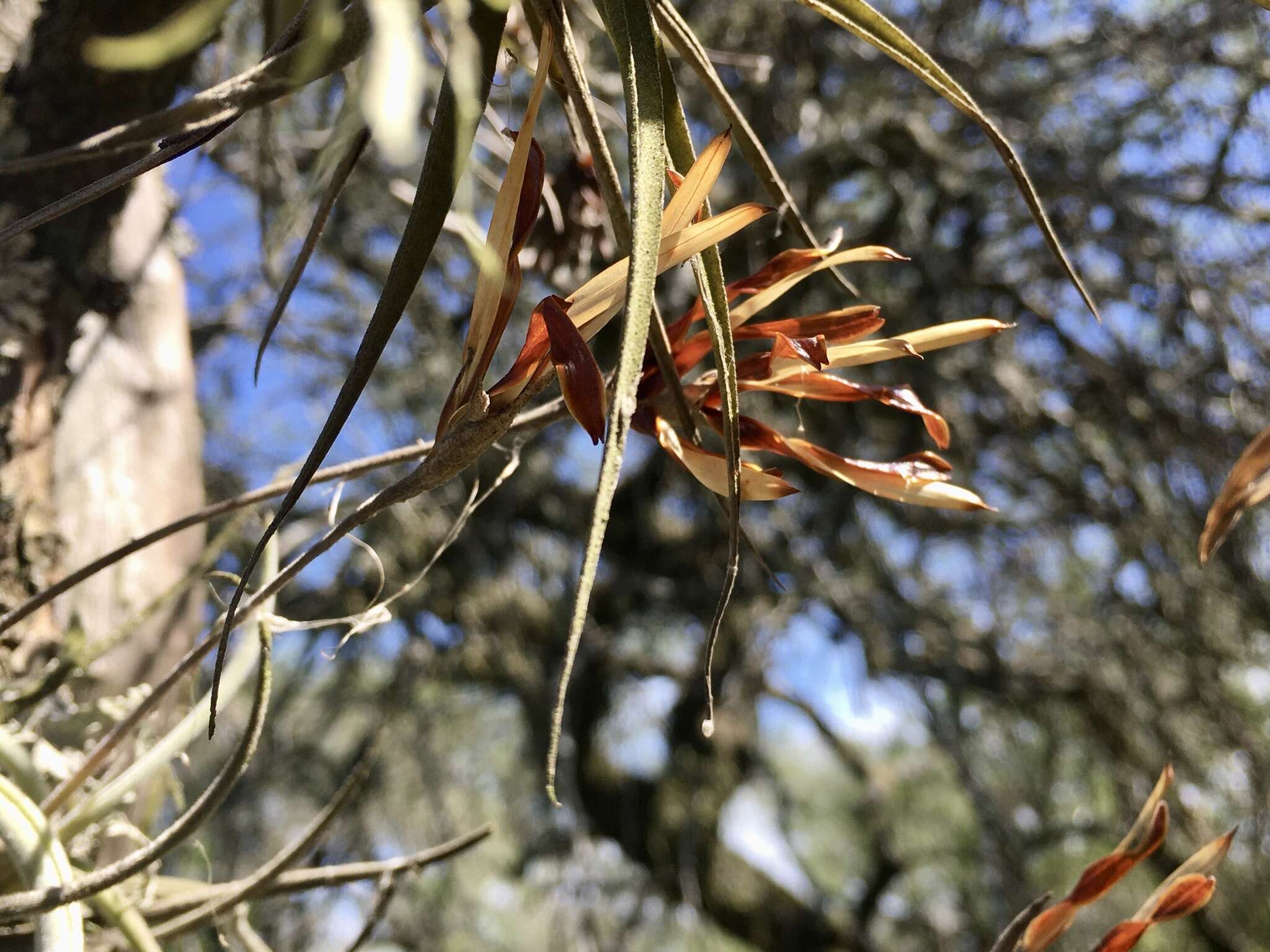 Слика од Tillandsia myosura Griseb. ex Baker