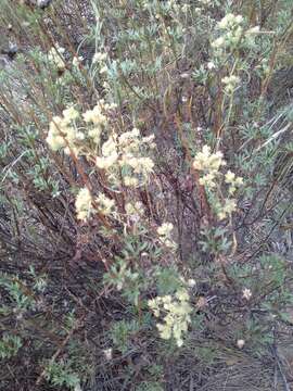 Imagem de Baccharis bolivensis (Wedd.) Cabrera