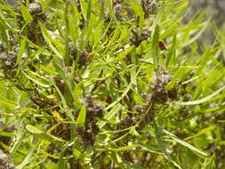 Image of Globularia salicina Lam.